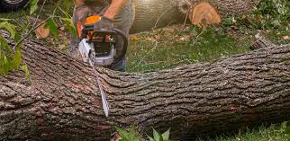 Professional Tree Care in Norton Center, MA